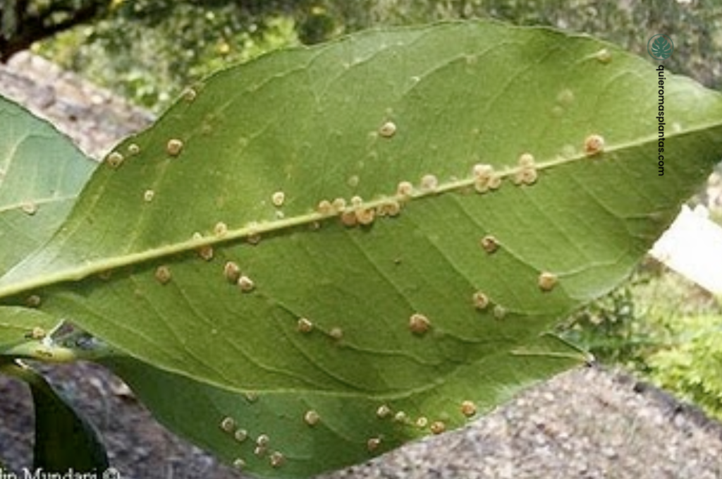 cochinilla chata en hojas 