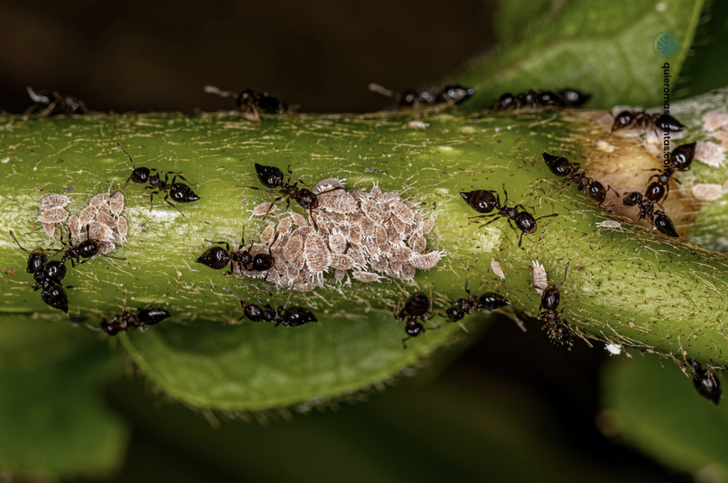 cochinilla algodonosa con hormigas