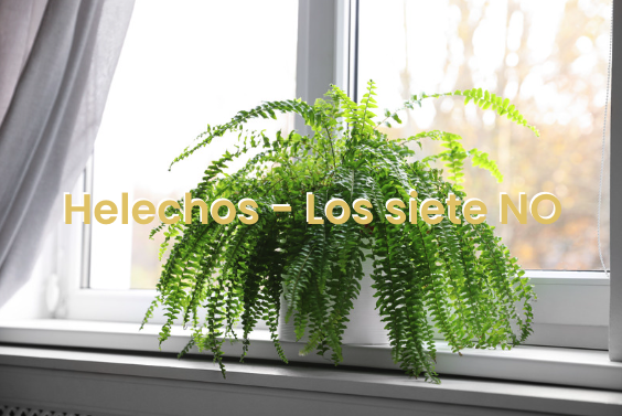 helechos