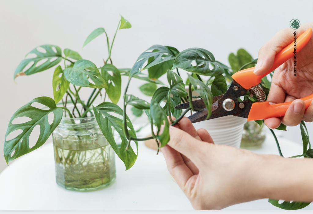 Plantas en agua - Beneficios