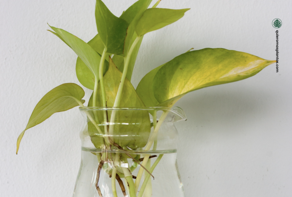 Plantas en agua - Desventajas