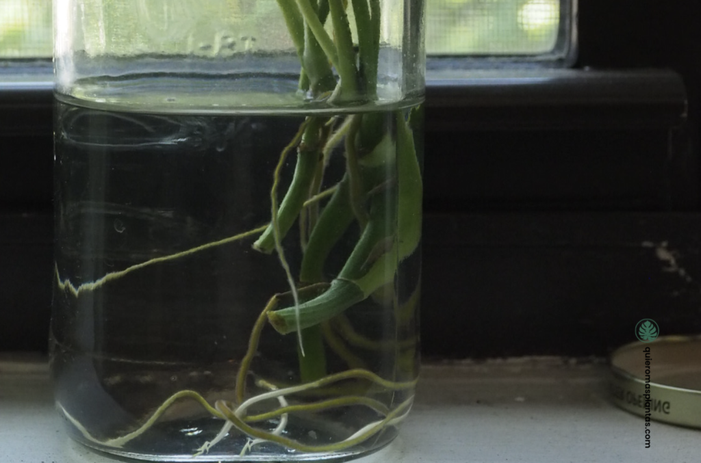 Algas, esquejes en agua