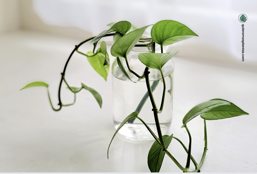 raíces podridas en agua, cómo tratarlas