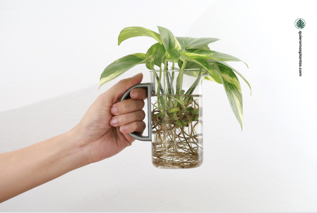 Plantas en agua, cómo estimular su desarrollo