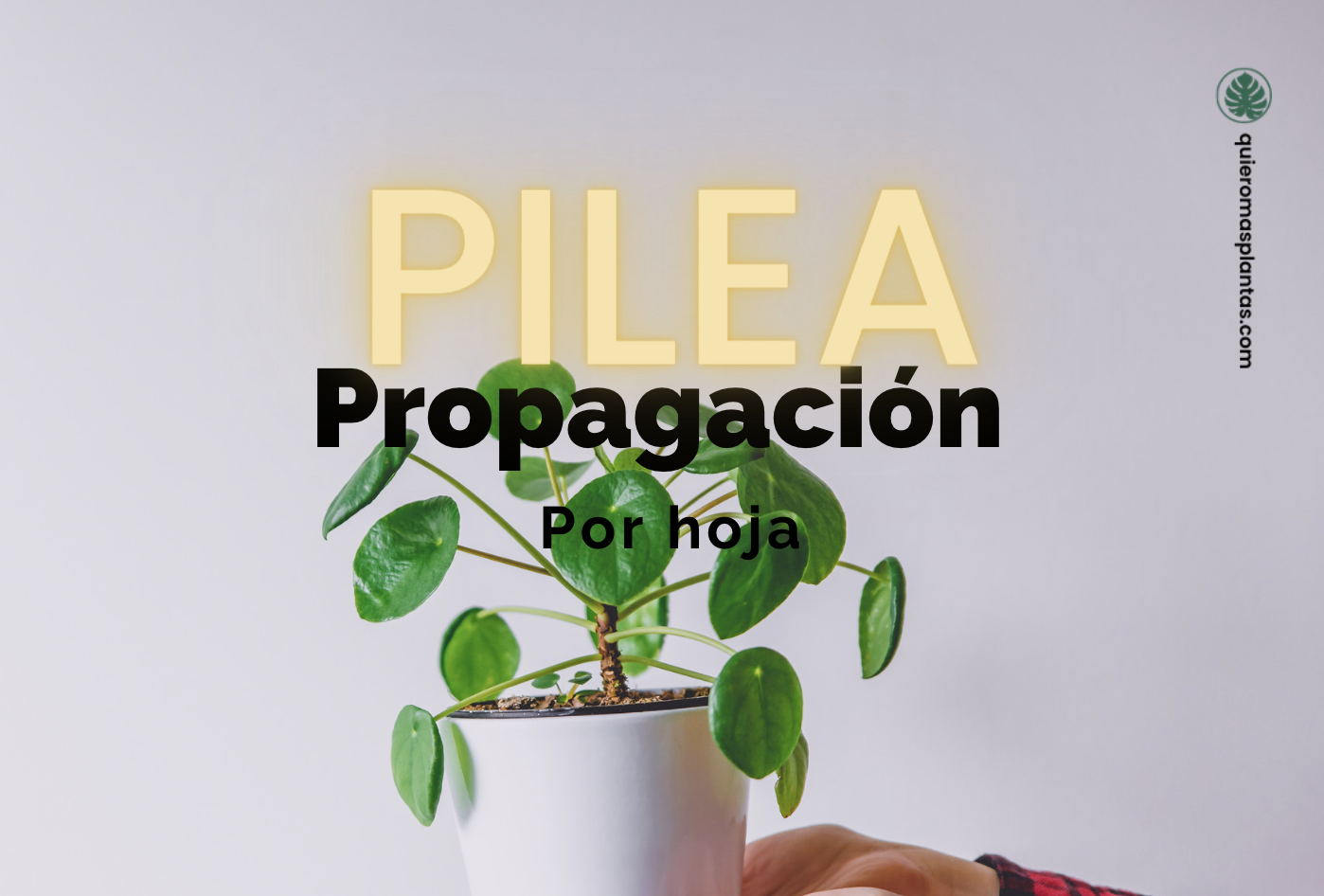 pilea propagacion