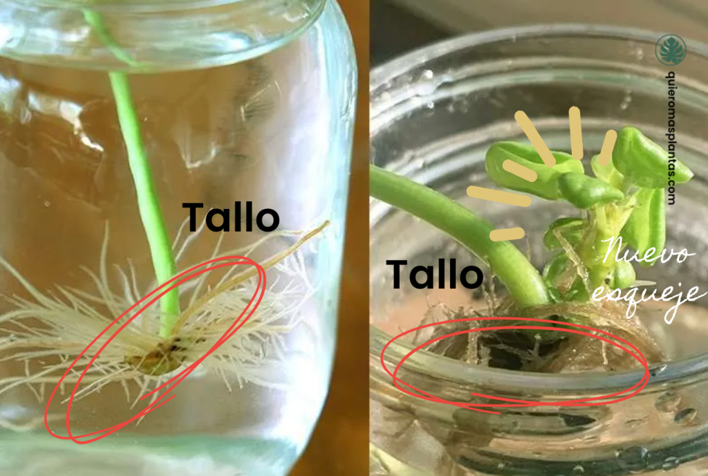 Pilea cucharita - Propagació por hoja