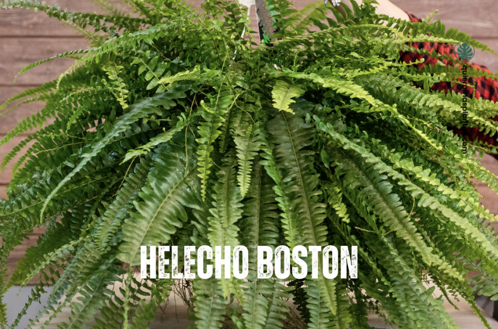 Helechos guía de cuidados