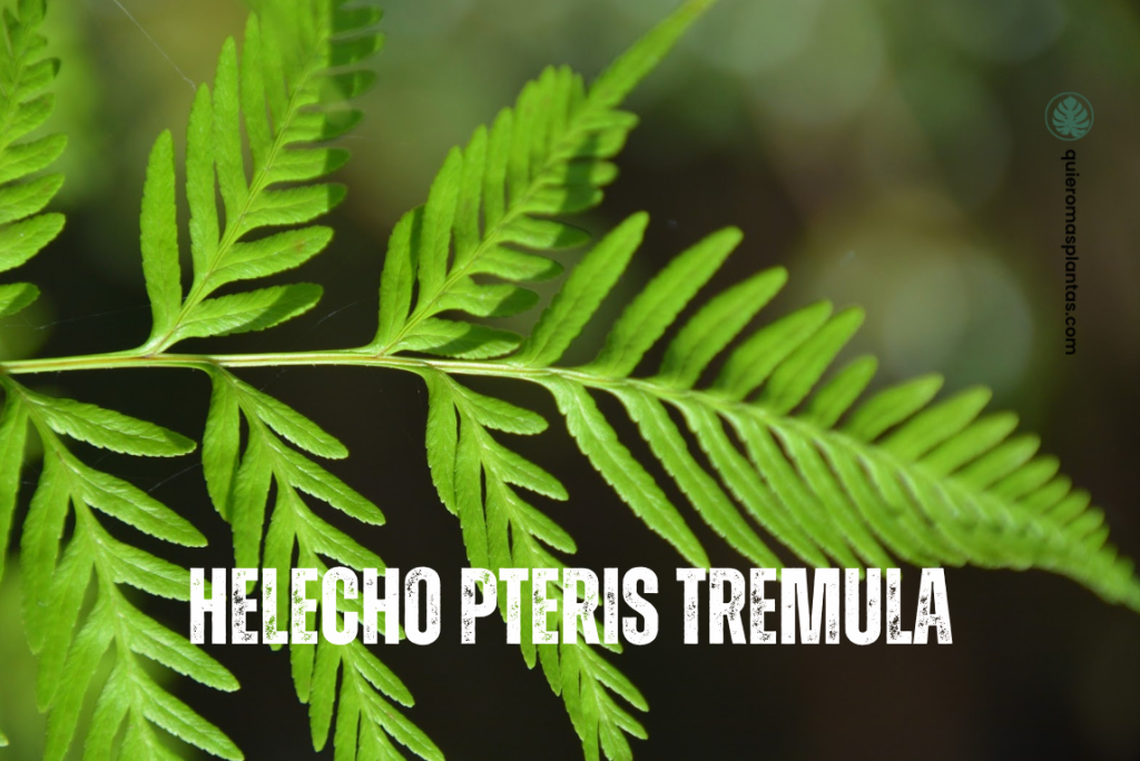 Helechos guía de cuidados