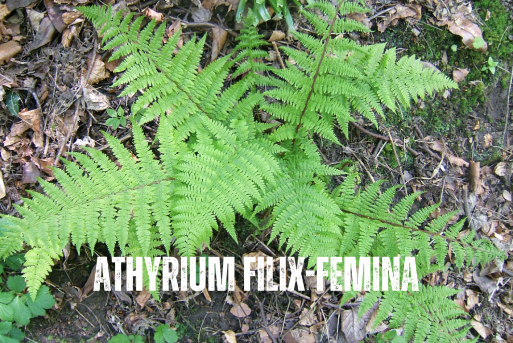 Helechos guía de cuidados