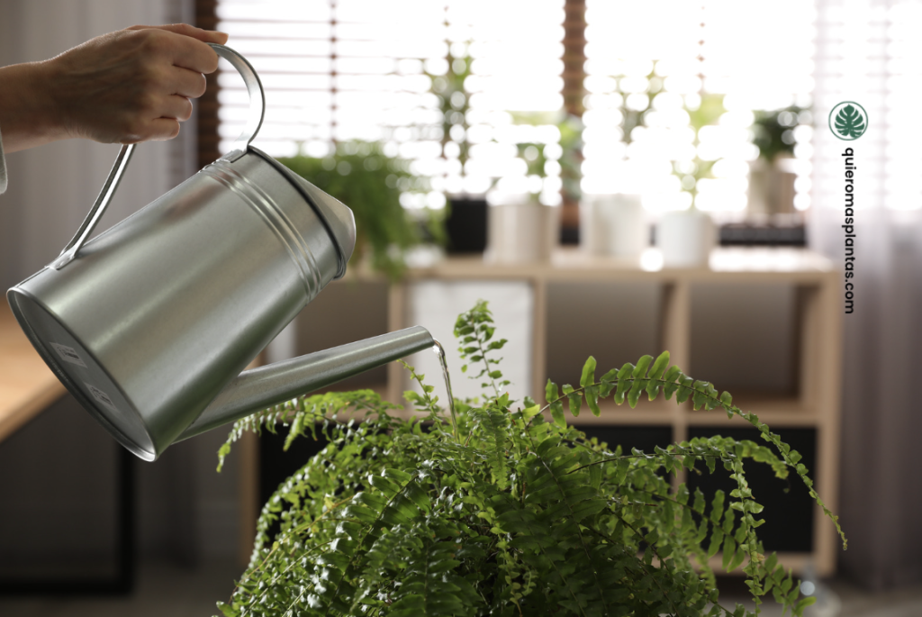 Helechos guía de cuidados