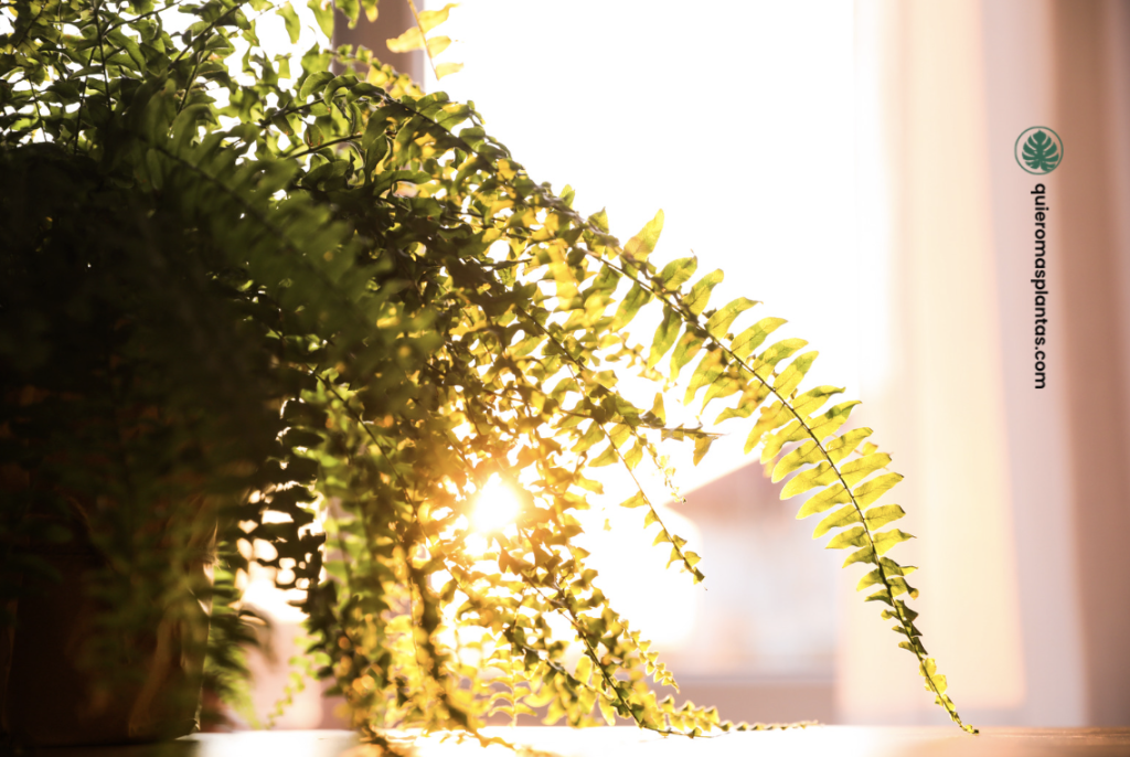 Helechos guía de cuidados