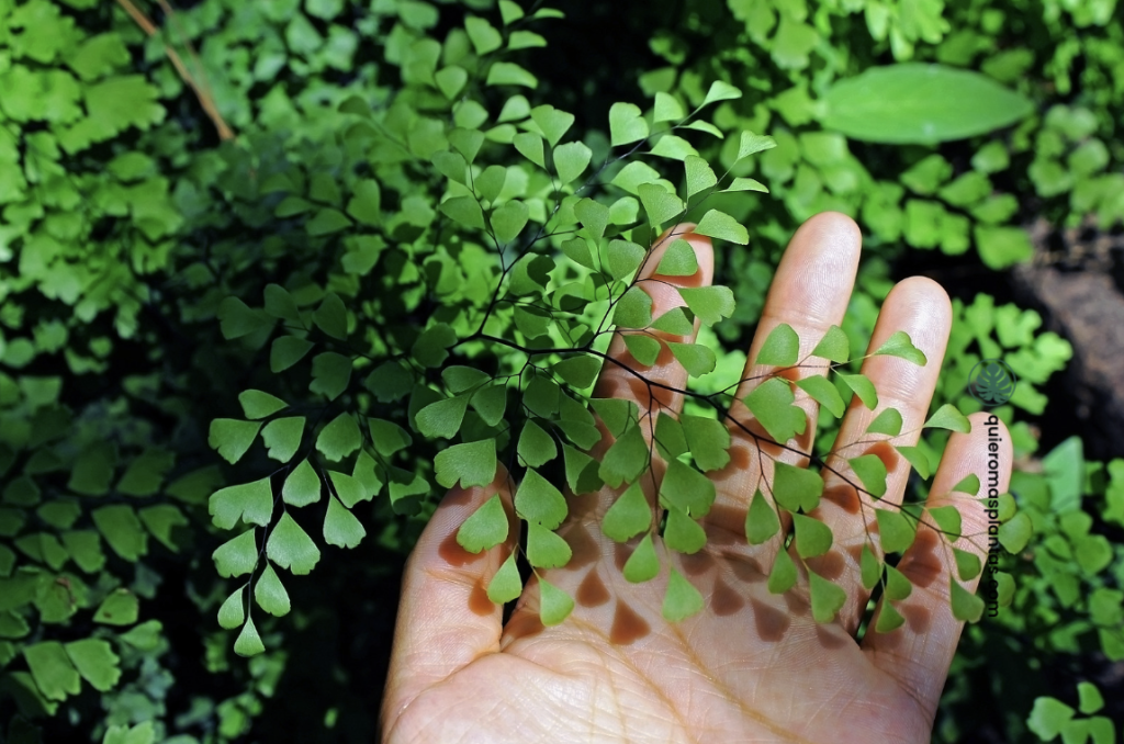 Helechos guía de cuidados