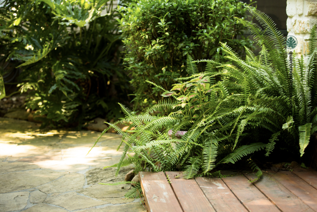 Helechos guía de cuidados
