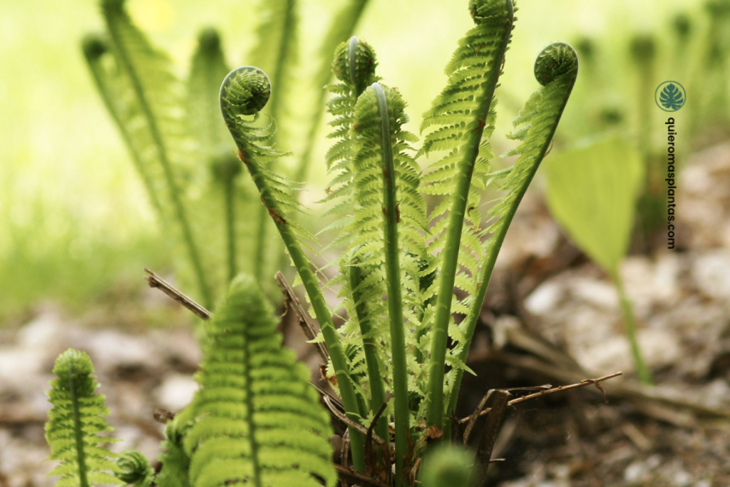 Helechos guía de cuidados