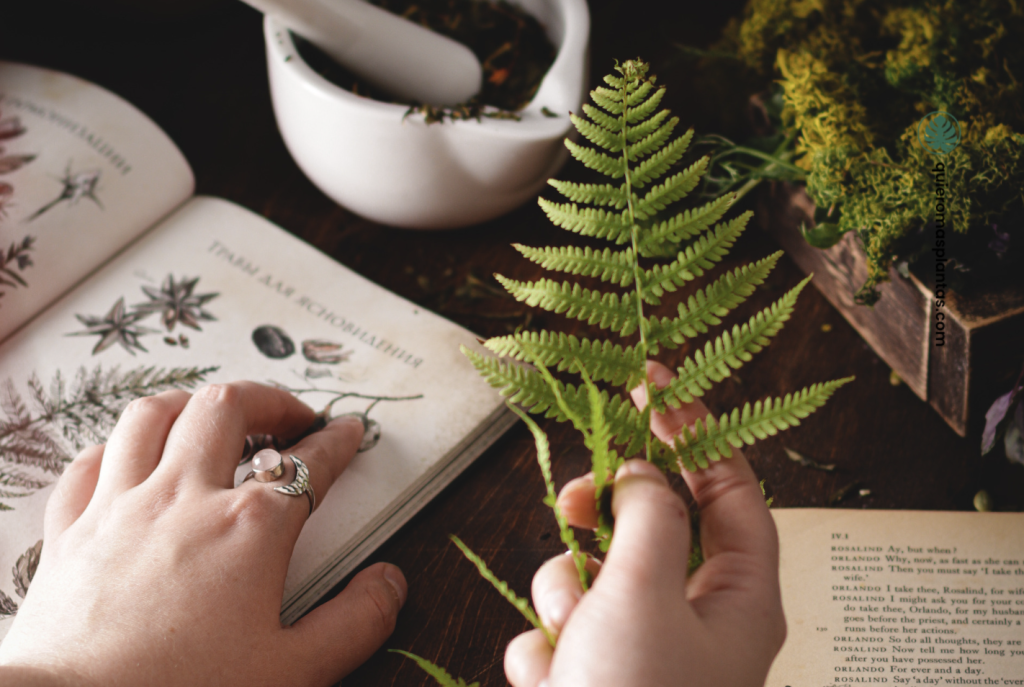 Helechos guía de cuidados