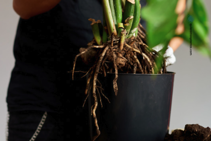 Humedad Zamioculca Zamiifolia 