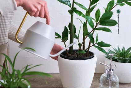 Zamioculca Zamiifolia riego