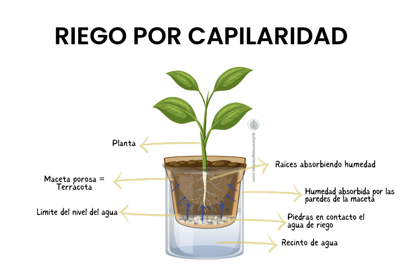 Riego por capilaridad con maceta de terracota