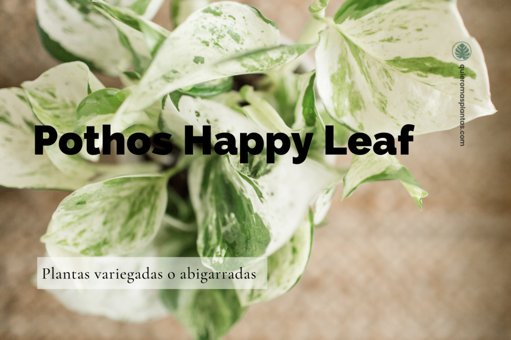 Happy Leaf, N-Joy