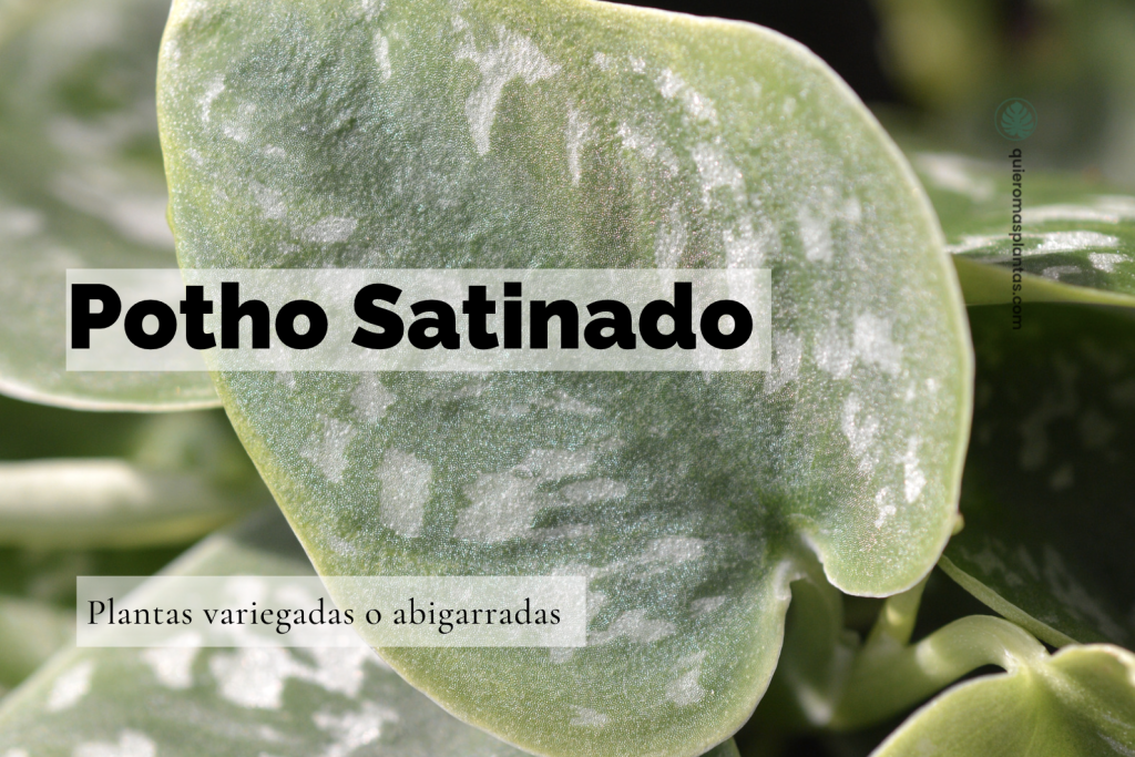 Pothos satinados: