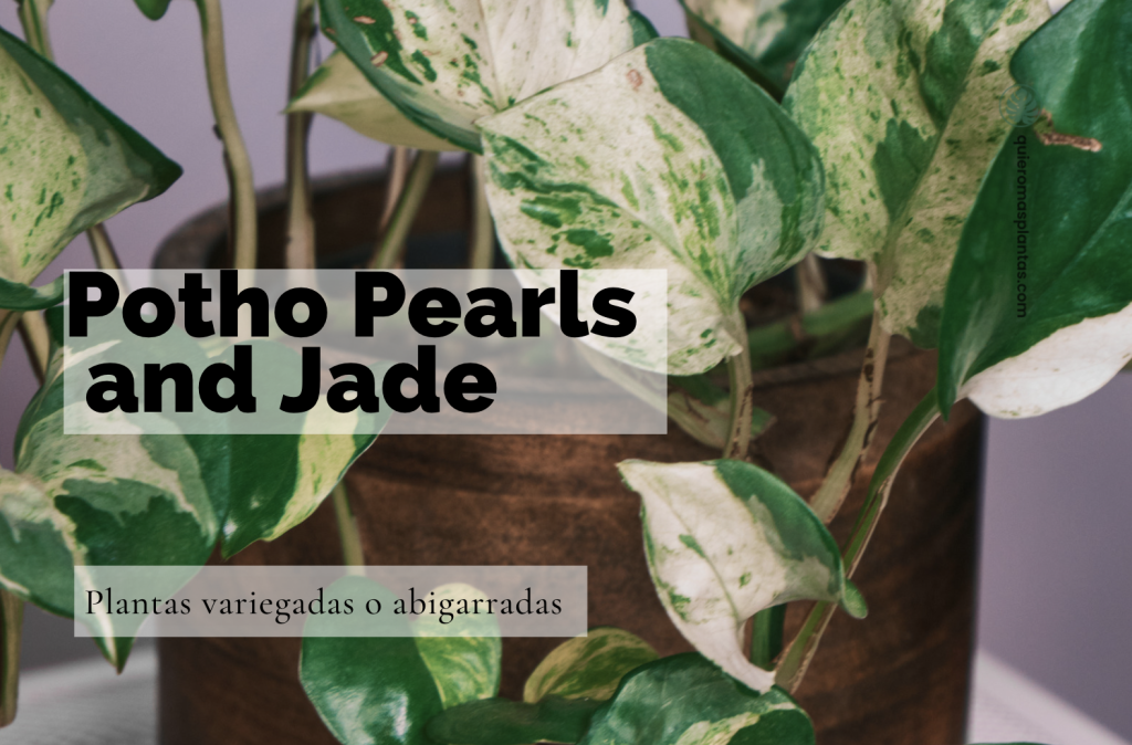Potho Pearls and Jade