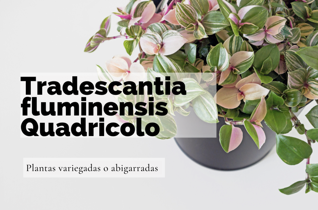 Tradescantia Fluminesis