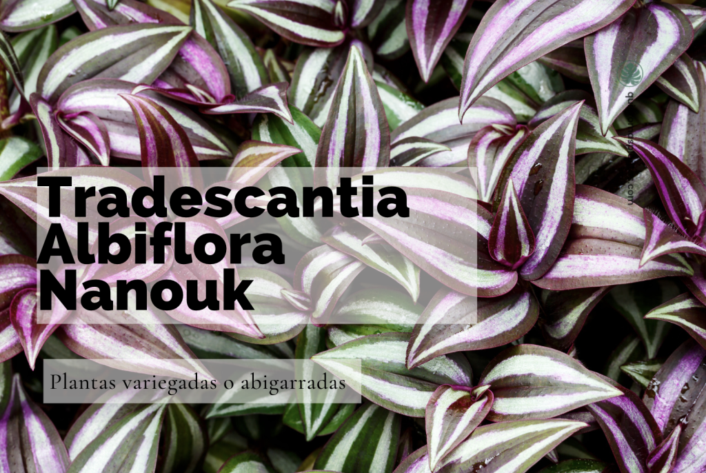 Tradescantia Albiflora Nanouk