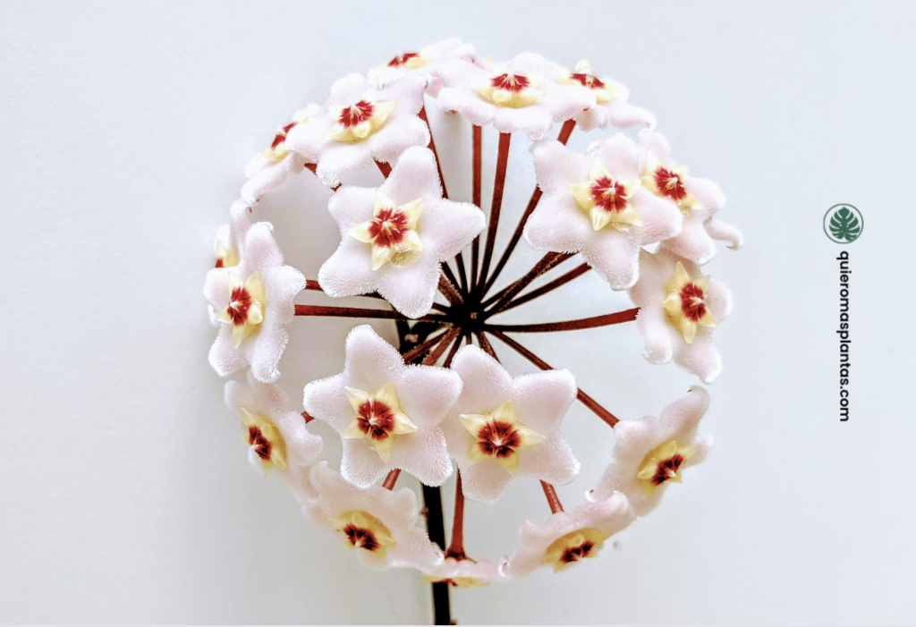 Hoya floració