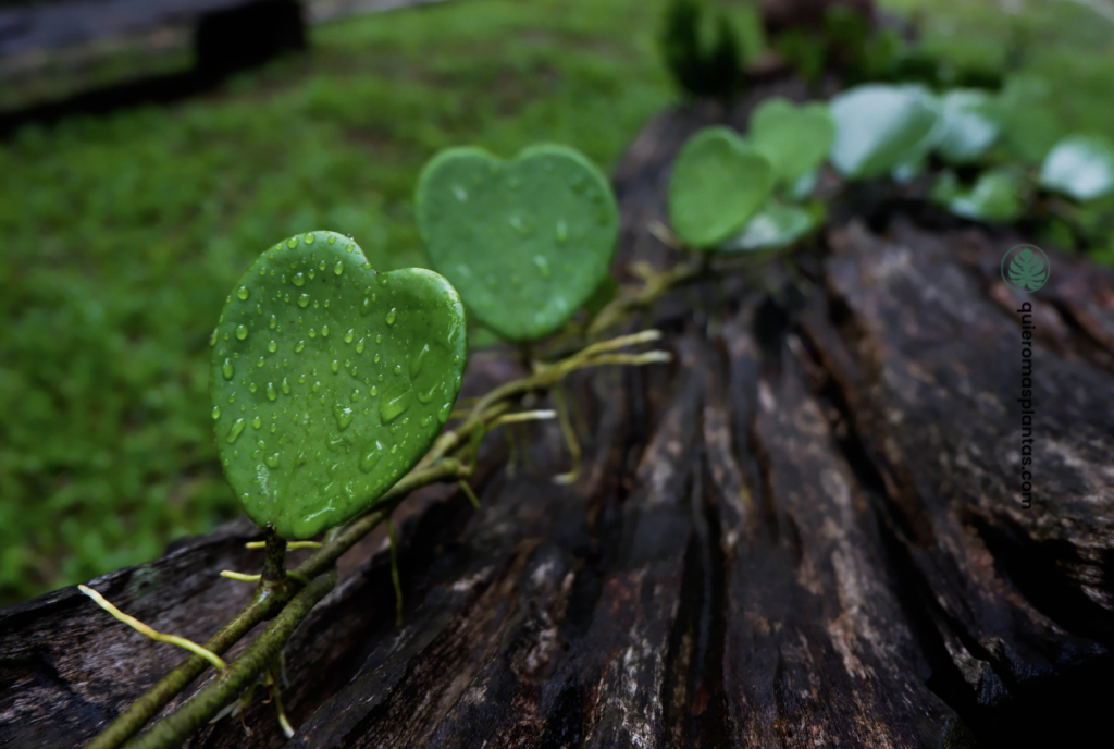 Hoya planta trepadora