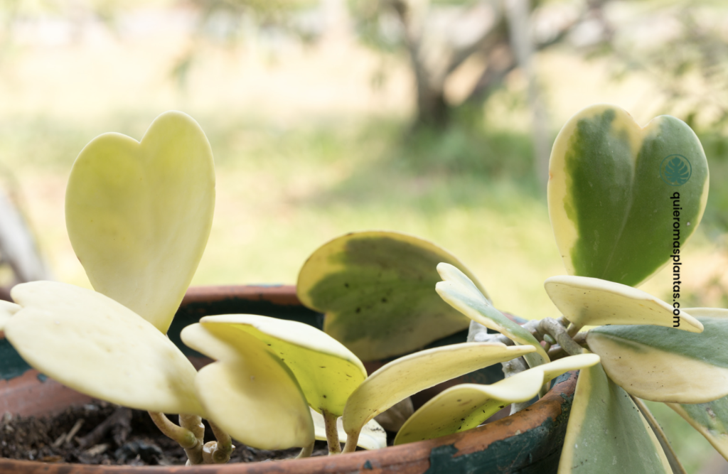 Hoya - Guía de cuidados