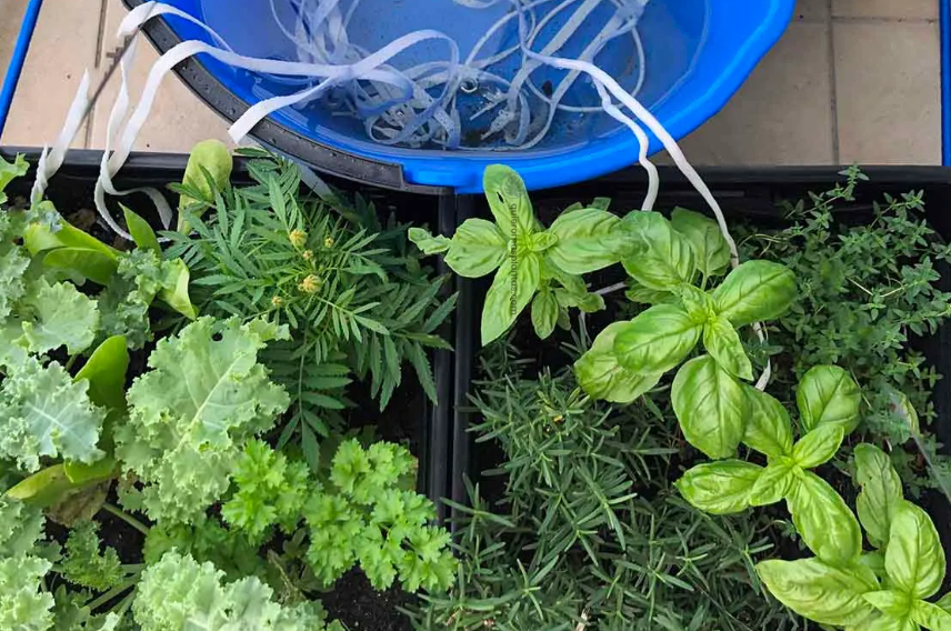 Riego por capilaridad