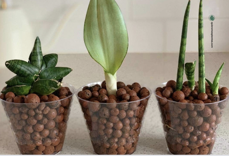 Leca, arcilla expandida