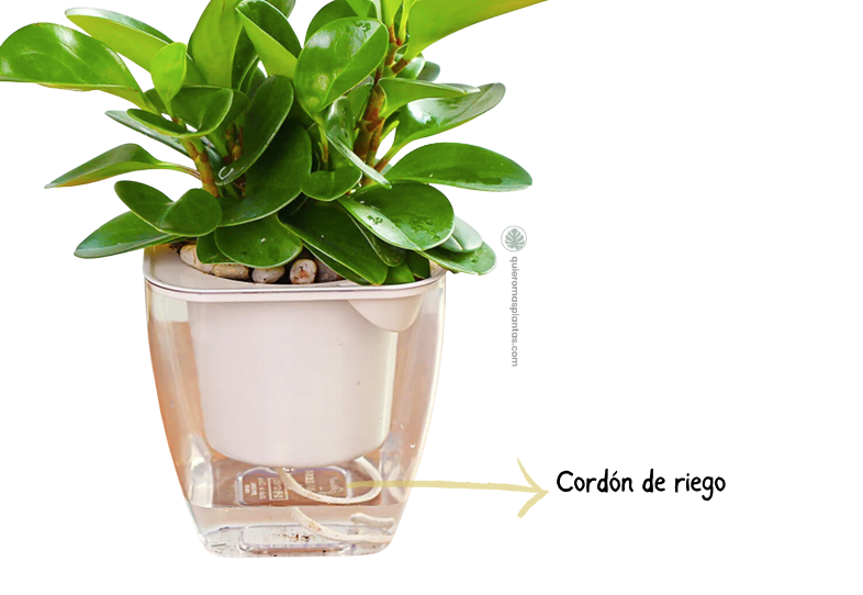 Riego con cordon para dejar tus plantas en vaciones