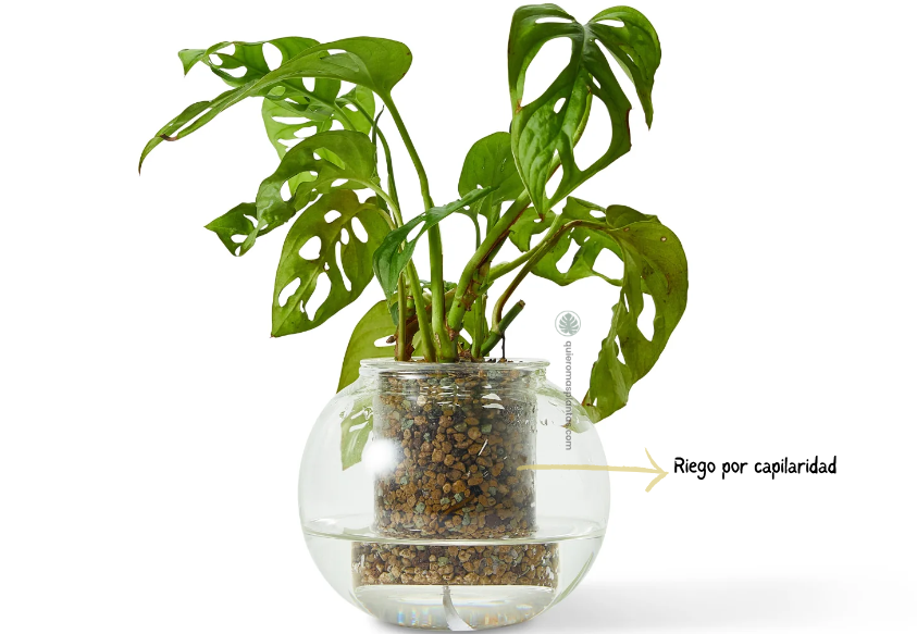 Riego por capilaridad