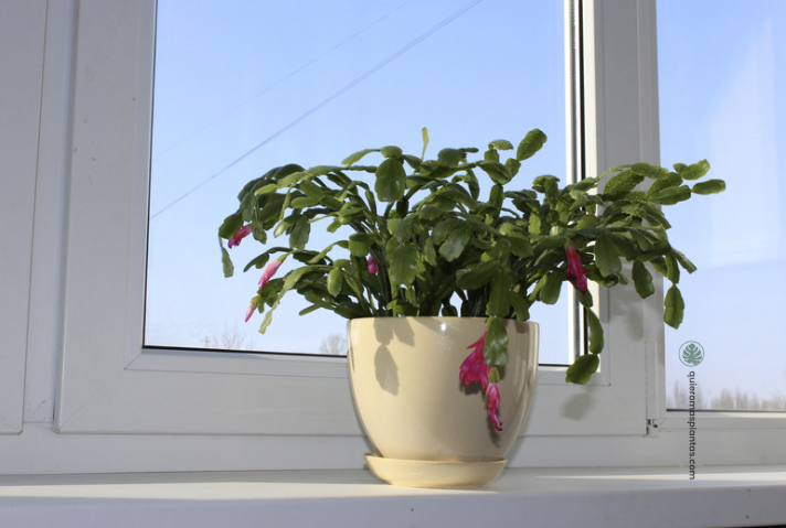 Cactus de navidad ubicacion