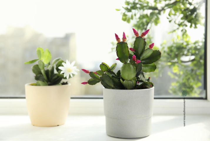 Cactus de Navidad riego