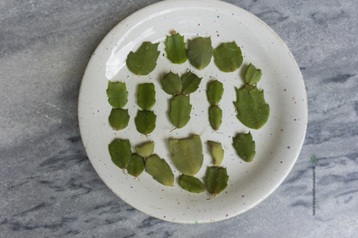 Propagacion del cactus de navidad