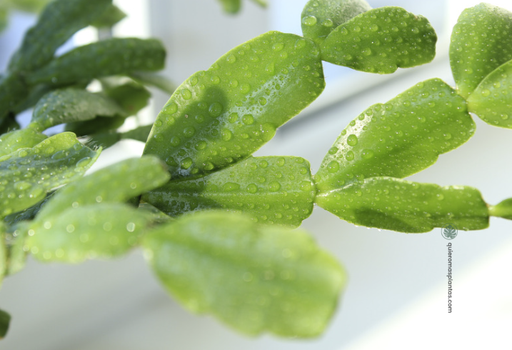 Trasplante del Cactus de Navidad