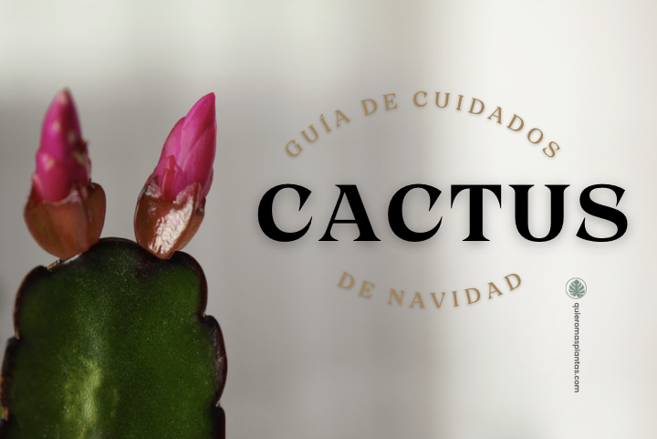 cactus de navidad