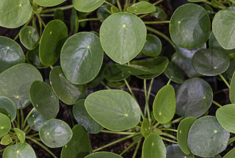 Pilea Peperomioide