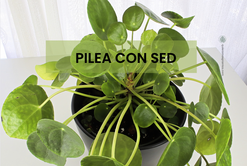 Pilea Peperomioide - Falta de riego