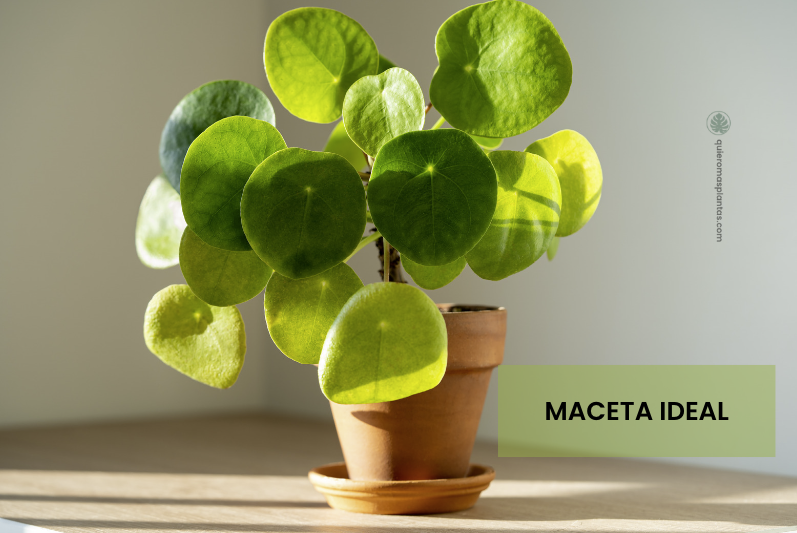 Pilea Peperomioide - Maceta ideal