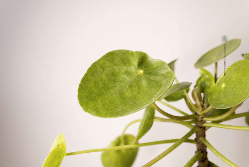 Pilea Peperomioide - Luz