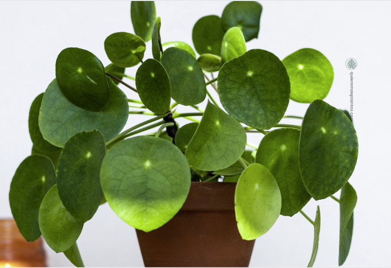Pilea Peperomioide - Rotacion de planta