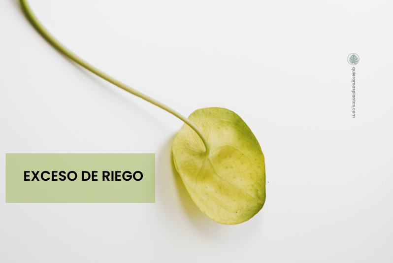 Pilea exceso de riego