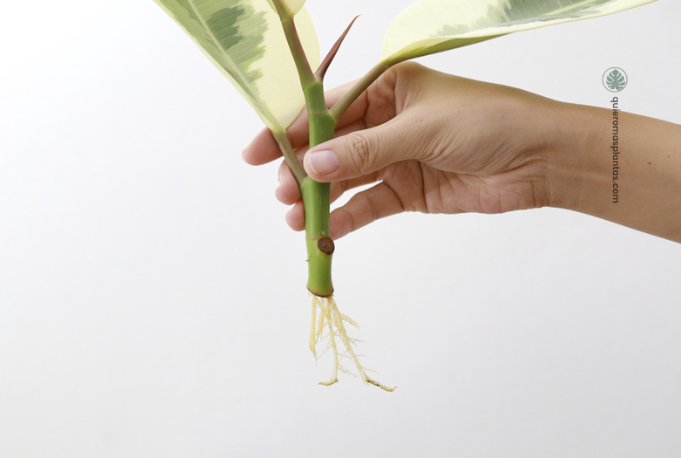 esqueje gomero propagado