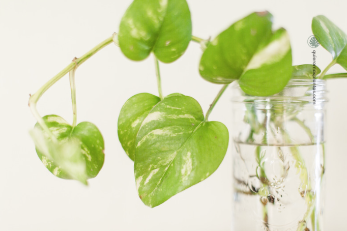 esquejes de pothos en agua