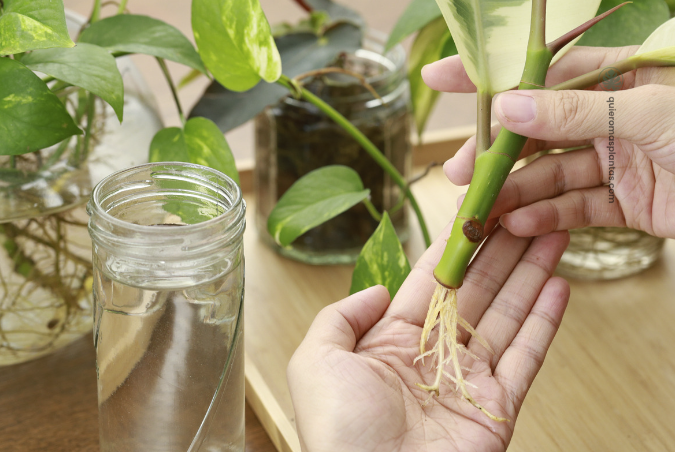 Raices de gomero propagado