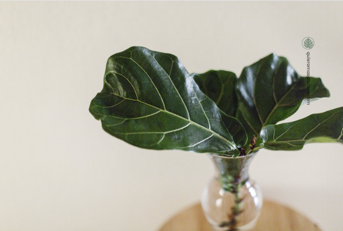 Ficus Lyra propagado