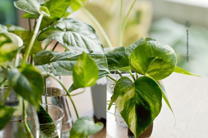 esquejes en agua pothos